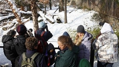 兩只大熊貓回國(guó)美粉絲惜別 “泰山”曾經(jīng)做紅娘