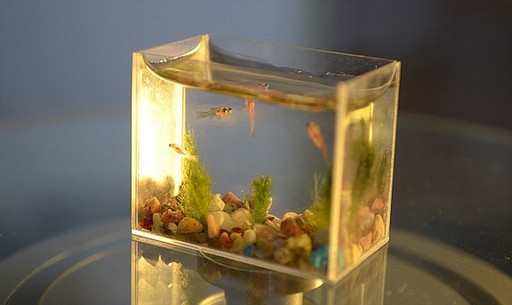 俄大師推出世界最迷你魚缸 3厘米長用注射器換水