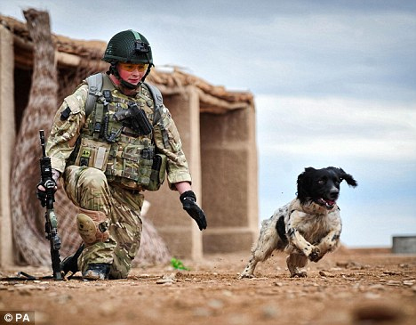 駐阿英軍防暴犬因主人陣亡傷心致死 曾搭檔救命無數(shù)