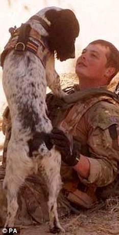 駐阿英軍防暴犬因主人陣亡傷心致死 曾搭檔救命無數(shù)