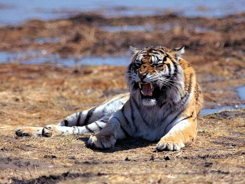 土耳其動(dòng)物園老虎殺死獅子 一爪擊破頸靜脈！
