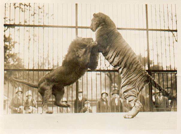 土耳其動(dòng)物園老虎殺死獅子 一爪擊破頸靜脈！