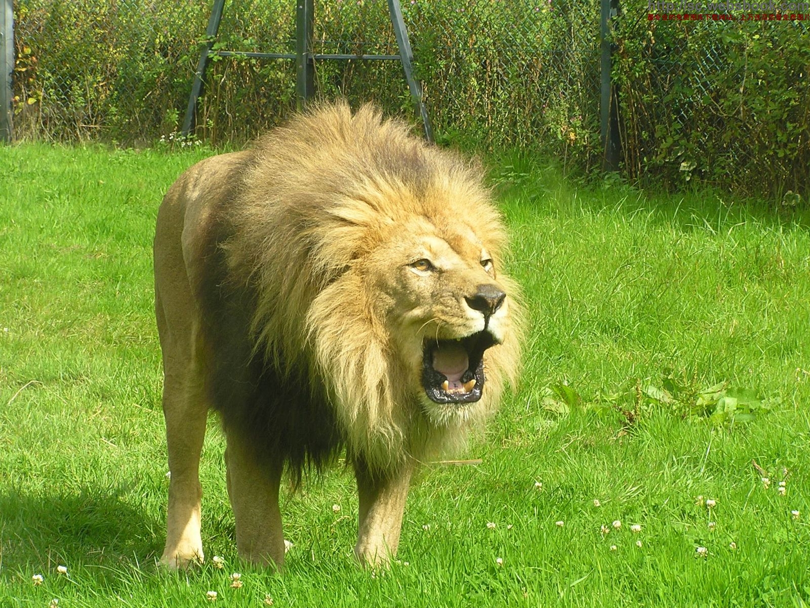 土耳其動(dòng)物園老虎殺死獅子 一爪擊破頸靜脈！