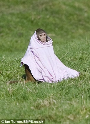 奔馳車拿來當(dāng)玩具 英國猴子命好惹人羨