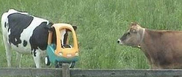 動物也瘋狂！ 糗事連連各種被“卡”