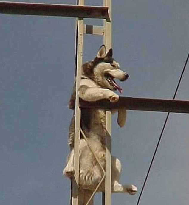 動物也瘋狂！ 糗事連連各種被“卡”