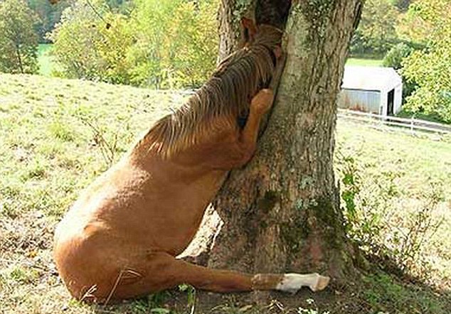 動物也瘋狂！ 糗事連連各種被“卡”