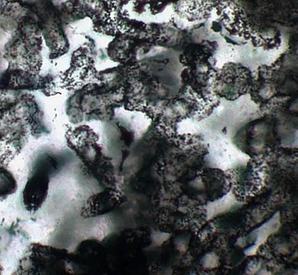 科學(xué)家稱發(fā)現(xiàn)世上最古老生物化石 距今34億年