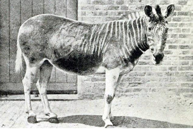 科學(xué)家有望復(fù)活24種滅絕動(dòng)物 “侏羅紀(jì)公園”無法成真