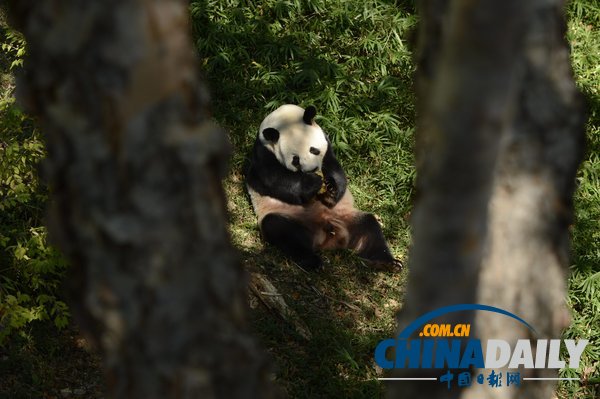 美國華盛頓一動(dòng)物園重開 大熊貓“添添”可愛亮相（組圖）