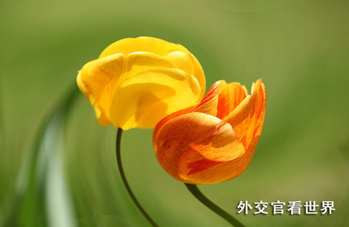 舞動的郁金香