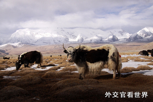 神秘的帕米爾高原組圖－4雪山和耗牛（優(yōu)秀獎）