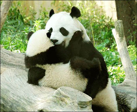 動物戀愛時分