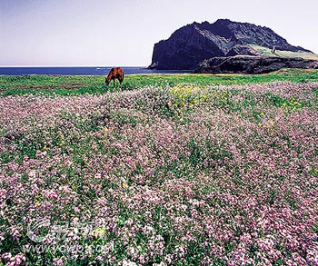 濟(jì)州島面朝大海 春暖花開(kāi)