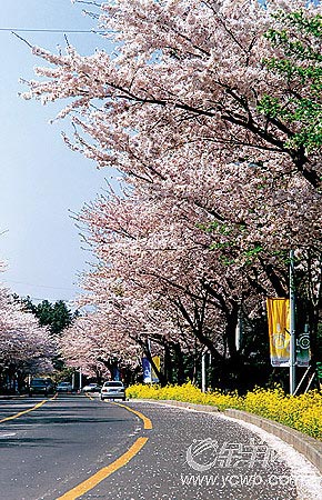 濟(jì)州島面朝大海 春暖花開