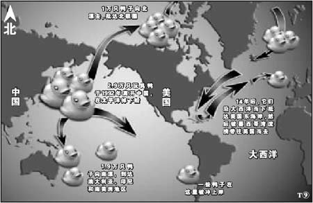中國(guó)玩具鴨海上漂流14年將抵英國(guó)(圖) 