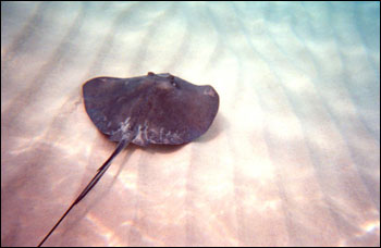 澳洲著名動(dòng)物衛(wèi)士命喪海底 毒魚(yú)刺鰩遭報(bào)復(fù)曝尸海灘