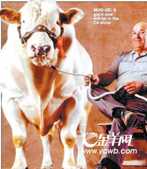 山羊會吐蜘蛛絲 探秘英國轉(zhuǎn)基因動物農(nóng)場
