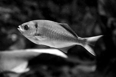 科學(xué)家破解古怪謎題：金魚會(huì)不會(huì)放屁？