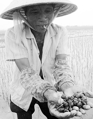 外來物種釀災(zāi)難 洋生物威脅中國