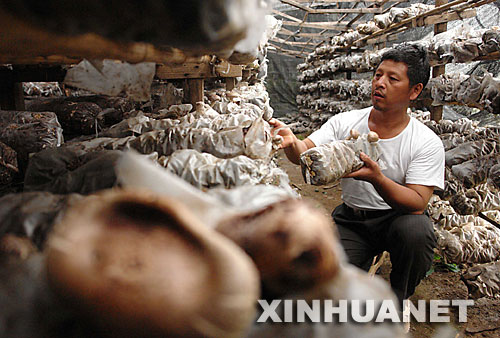在嵩縣木植街鄉(xiāng)寨溝村，村民張少卿在大棚內(nèi)管理香菇（9月11日攝）。2005年從深山搬遷下來的他，如今已經(jīng)是一個(gè)食用菌種植專業(yè)戶，年收入3萬多元。 河南省嵩縣是國家扶貧工作重點(diǎn)縣。為徹底改變部分生活在深山區(qū)、被“行路難、用電難、吃水難、上學(xué)難、就醫(yī)難”困擾的村民的生活狀況，從2002年開始，嵩縣把“異地安置、搬遷扶貧”作為山區(qū)扶貧開發(fā)的切入點(diǎn)和深山群眾脫貧致富的途徑，有計(jì)劃、分期分批地把他們搬遷到小城鎮(zhèn)和交通便利的村莊。5年來，嵩縣通過多種形式，新建移民新村53個(gè)，遷出深山貧困群眾3238戶、13151人。 新華社記者 王頌攝 