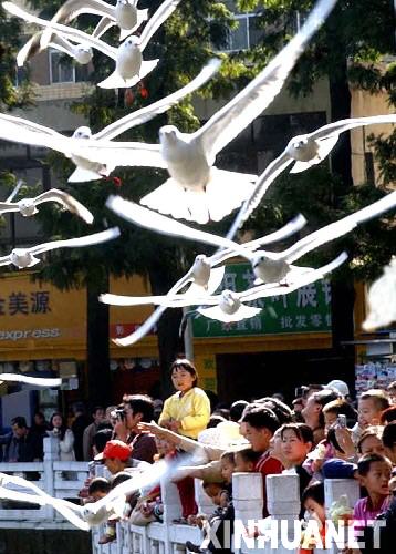  2005年11月13日清晨，市民和游客在昆明翠湖公園迎接當(dāng)年首批大量入城的紅嘴鷗。 