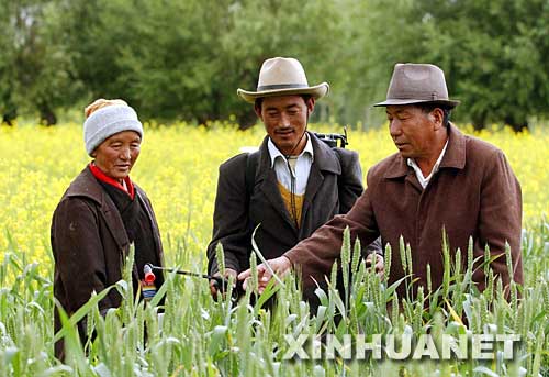 2003年6月29日，西藏堆龍德慶縣羊達村共產(chǎn)黨員、農(nóng)業(yè)技術員晉美（右）在指導村里的藏族群眾防治小麥病蟲害。西藏自治區(qū)堆龍德慶縣羊達村黨支部多年來全心全意為村民辦實事，帶領群眾發(fā)展經(jīng)濟，樹立了良好的黨員形象。羊達村位于海拔3700多米的高原，自然條件惡劣。在黨員們的帶動下，村民克服困難，調整種植結構，大力推廣實用科學技術，使羊達村成為堆龍德慶縣有名的蔬菜基地和“小康”村。 新華社發(fā) 