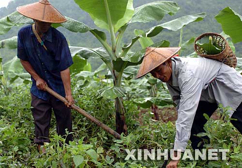2004年9月12日，云南省德宏傣族景頗族自治州潞西市三臺(tái)山德昂族民族鄉(xiāng)的德昂族農(nóng)民賴臘算（右）和他的侄子段臘乃在香蕉地里勞作。云南省潞西市三臺(tái)山德昂族民族鄉(xiāng)是全國(guó)唯一的德昂族鄉(xiāng)。近年來(lái)，村黨支部積極帶動(dòng)少數(shù)民族群眾發(fā)展多種經(jīng)營(yíng)，走上致富之路。生活在三臺(tái)山鄉(xiāng)允欠村的賴臘算一家人搞起了良種畜牧養(yǎng)殖和香蕉種植，年收入超過(guò)2萬(wàn)元。他家先后購(gòu)置了電視機(jī)、影碟機(jī)、摩托車和拖拉機(jī)，日子過(guò)得紅紅火火。 新華社發(fā) 