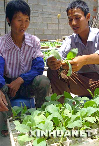 2005年5月20日，云南峨山彝族自治縣小街鎮(zhèn)興旺村的彝族黨員、農(nóng)業(yè)技術(shù)員普孝富（右）在給村里的彝族婦女普梅琴講授烤煙病蟲害的防治技術(shù)。地處云南省中部的峨山彝族自治縣成立于1951年5月，是我國第一個彝族自治縣。近年來，當(dāng)?shù)卣龑?dǎo)群眾按照市場需求搞起了良種畜牧養(yǎng)殖和茶葉、水果種植，經(jīng)濟(jì)不斷發(fā)展。全縣基本實現(xiàn)了家家通電、通自來水，適齡兒童入學(xué)率已達(dá)100%。 新華社發(fā) 