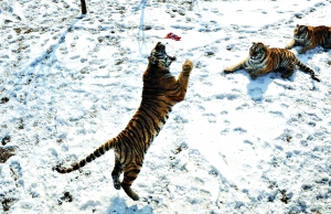 沈陽動物園老虎餓死幕后：園區(qū)被抵押貸款建球場
