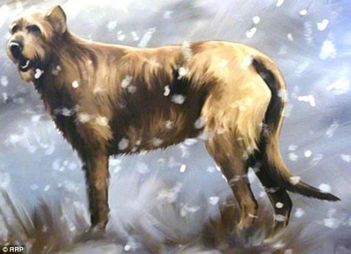 英出土鐵器時(shí)代護(hù)衛(wèi)犬尸體 忠誠(chéng)“護(hù)寶”2000年