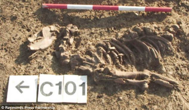 英出土鐵器時代護(hù)衛(wèi)犬尸體 忠誠“護(hù)寶”2000年