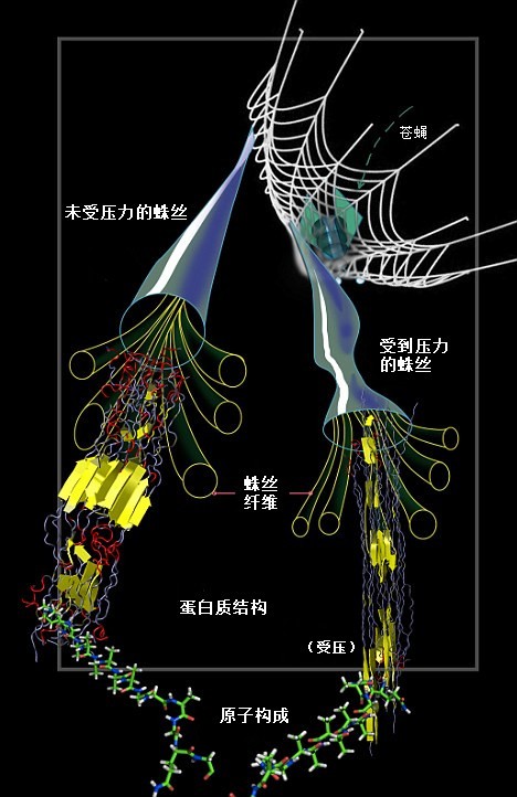 蛛網(wǎng)為何強(qiáng)于“鋼網(wǎng)”？蛛絲內(nèi)部結(jié)構(gòu)能隨壓力變化