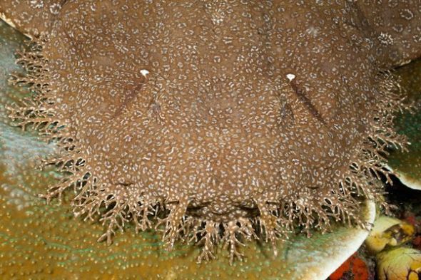 澳學(xué)者在大堡礁海域見證鯊魚同類相食 照片首度公開