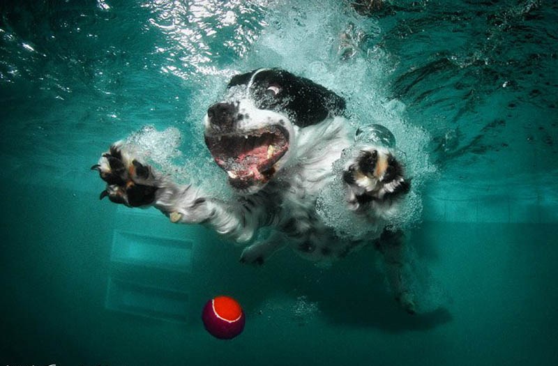 寵物犬入水銜球秀真實(shí)版“狗刨” 呲牙咧嘴妙趣橫生