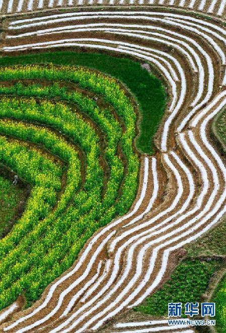 超美田園風(fēng)光：油菜花盛開(kāi)的季節(jié)