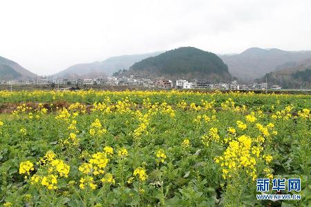 超美田園風(fēng)光：油菜花盛開(kāi)的季節(jié)