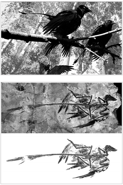 中美科學(xué)家聯(lián)手復(fù)原小盜龍“亮麗羽衣”