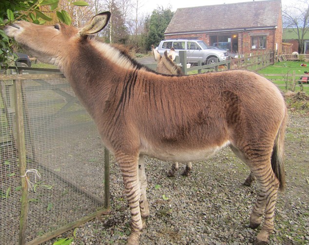 “斑驢、斑馬馬”繞暈頭 英怪異動物園令人稱奇