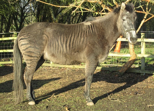“斑驢、斑馬馬”繞暈頭 英怪異動物園令人稱奇