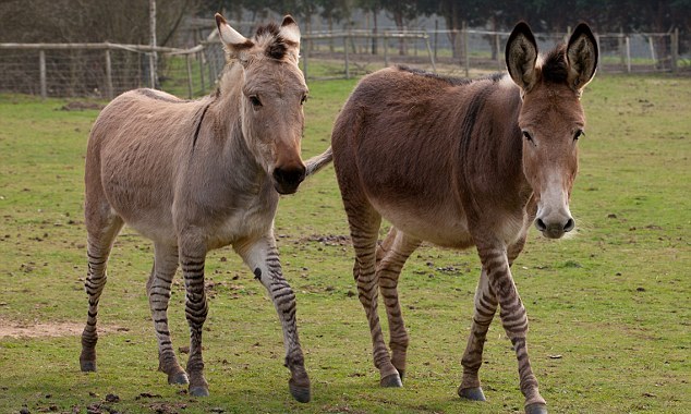 “斑驢、斑馬馬”繞暈頭 英怪異動物園令人稱奇