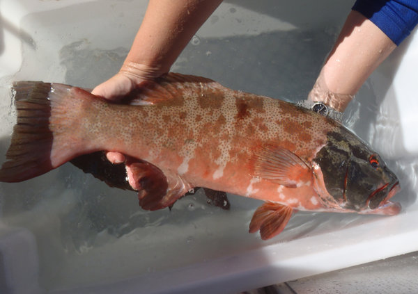 澳洲15%珊瑚鱒魚患上皮膚癌 科學家推測與強紫外線輻射有關(guān)