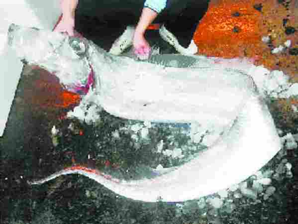 花蓮11人捕獲4米長(zhǎng)地震魚 重59千克