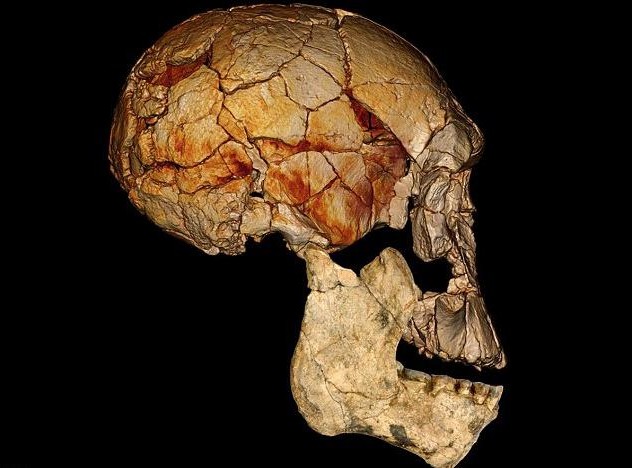 最新研究：有兩種早期人類與人類直系祖先共同生活于地球