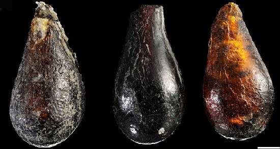 美國(guó)科學(xué)家在意大利發(fā)現(xiàn)2.3億年古老昆蟲(chóng)琥珀