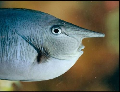 英國“獨角獸”魚長相奇特 可根據(jù)水質(zhì)變色