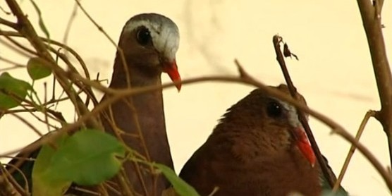 鳥類各種叫聲啥意思？英國鳥類專家微博開講