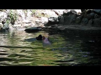 “奶媽狗”后又現(xiàn)“英雄豬” 勇救落水羊網(wǎng)絡(luò)走紅