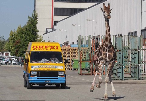 組圖：意大利馬戲團(tuán)長(zhǎng)頸鹿逃跑 逍遙上街忙壞警察