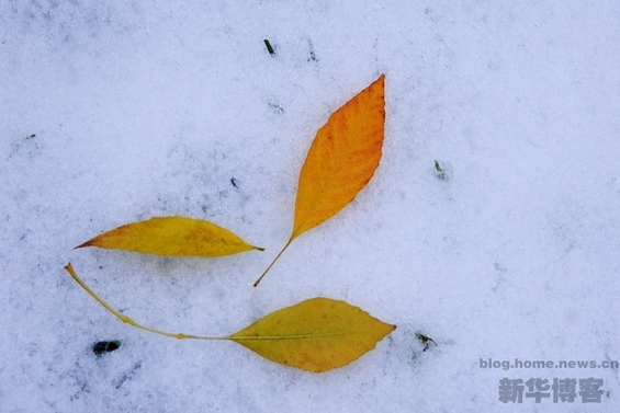 北京初雪 秋風(fēng)染黃銀杏